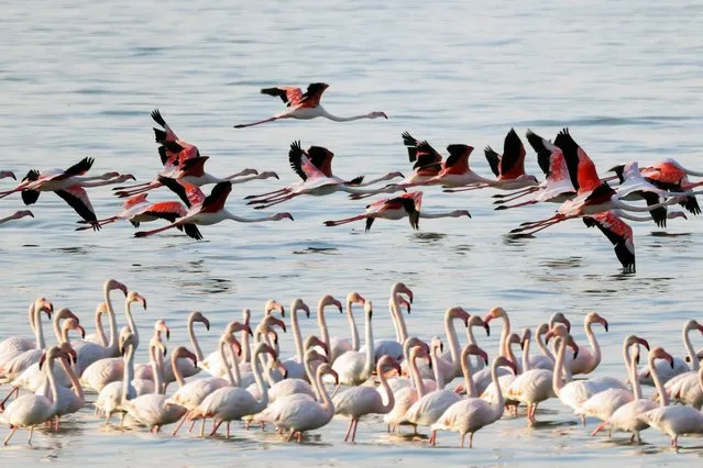 Flamingoes take flight after feeding at a beach north of Kuwait City, on January 1, 2024. (Photo by Yasser Al-Zayyat/AFP Photo)