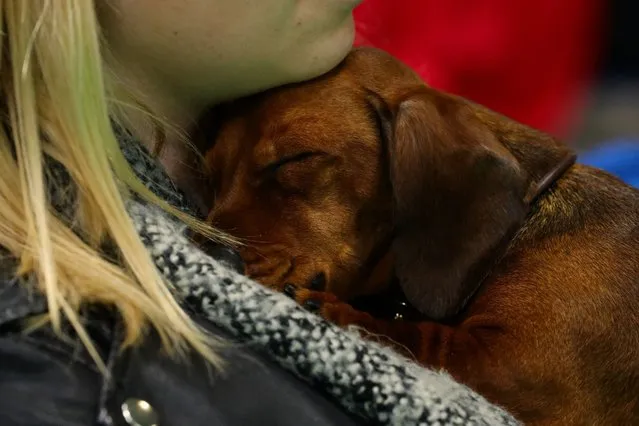 A Dachshund cuddles its owner at the Birmingham National Exhibition Centre (NEC) for the second day of the Crufts Dog Show on Saturday March 9, 2019. (Photo by Aaron Chown/PA Wire Press Association)