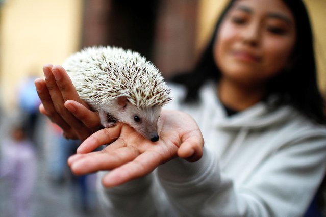 A girl holds her hedgehog to be blessed by a priest at the Cathedral San Bernardino de Siena during the ceremony commemorating the Feast of San Antonio Abad, the patron saint of domestic animals, in Xochimilco on the outskirts of Mexico City, Mexico on January 17, 2024. (Photo by Raquel Cunha/Reuters)