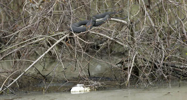 Even this water moccasin snake has taken to the upper branches of this bush to ride out the backwater flooding in Mississippi Delta farmland in Issaquena County, Miss., Friday, April 5, 2019. Residents and farmers are calling for a flood control and drainage project as part of a long-term plan to help the people in the rural flatlands where backwater flood waters have been standing for weeks. (Photo by Rogelio V. Solis/AP Photo)