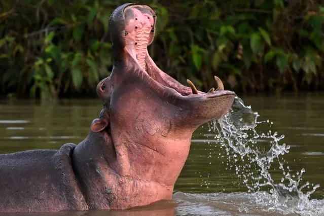 A hippo – descendant from a small herd introduced by drug kingpin Pablo Escobar – is seen in the wild in a lake near the Hacienda Napoles theme park, once the private zoo of Escobar, in Doradal, Antioquia Department, Colombia, on April 19, 2023. (Photo by Raul Arboleda/AFP Photo)