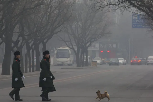 A dog encounters Chinese paramilitary policemen on duty as they cross a street during a hazy day in Beijing, China, Thursday, February 20, 2014. (Photo by Ng Han Guan/AP Photo)