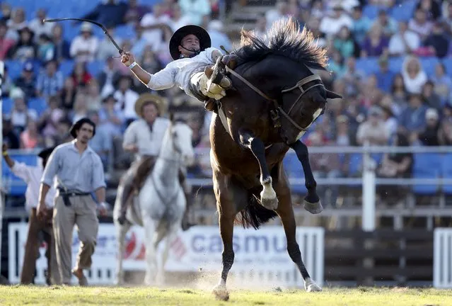 A gaucho rides an unbroken or untamed horse during Creole week celebrations in Montevideo, March 23, 2016. (Photo by Andres Stapff/Reuters)