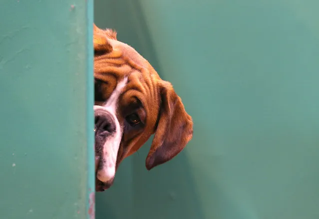 A Boxer dog looks out from its kennel on first day of Crufts dog show at the NEC on March 6, 2014 in Birmingham, England. (Photo by Matt Cardy/Getty Images)