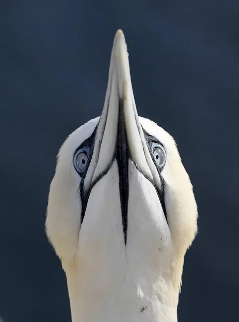 A northern gannet looks into the camera on the North Sea island Helgoland, Germany, Wednesday, May 15, 2019. The high season starts now for the seabirds in their colony on Helgoland. (Photo by Carsten Rehder/dpa via AP Photo)