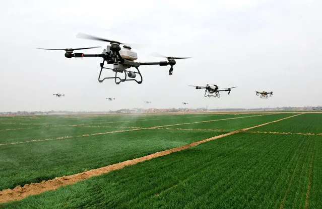 Drones carry out a coordinated spraying operation in a wheat field in Binzhou city, East China's Shandong province, April 1, 2024. (Photo credit should read CFOTO/Future Publishing via Getty Images)