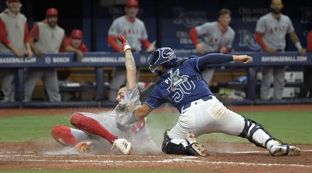 Tampa Bay Rays catcher Rene Pinto (50) tags out Los Angeles Angels' Zach Neto at home during the ninth inning of a baseball game Wednesday, April 17, 2024, in St. Petersburg, Fla. (Photo by Steve Nesius/AP Photo)