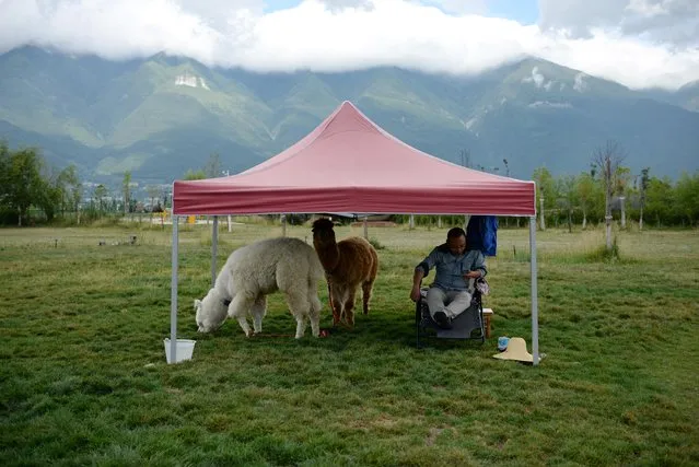 Qin Weigang sits with his alpacas under a tent as he waits for photo-taking customers near Erhai Lake in Dali Bai Autonomous Prefecture, Yunnan province, China on June 15, 2019. The selfie seekers can take a picture with wooly alpacas imported from South America's Andes Mountains. Others can take a picture sitting in a hanging bubble chair or on a mirror-covered platform. A package of 35 photos costs 199 yuan ($29), said Zhang Hongtao, who manages a photo stall. (Photo by Tingshu Wang/Reuters)