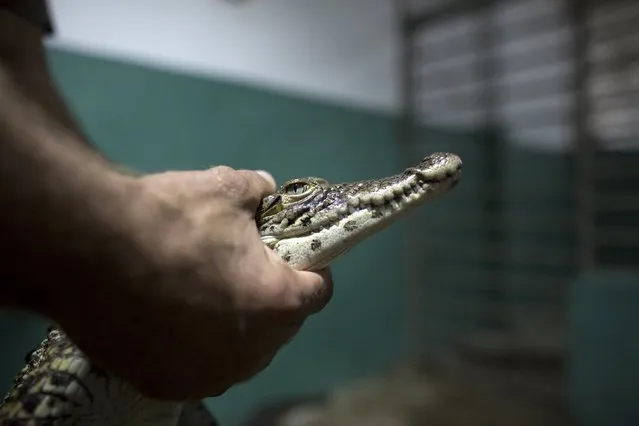 A veterinarian holds a Cuban crocodile (Crocodylus rhombifer), at the National Zoo in Havana, before taking it to Zapata Swamp National Park, June 4, 2015. Ten baby crocodiles have been delivered to a Cuban hatchery in hopes of strengthening the species and extending the bloodlines of a pair of Cuban crocodiles that former President Fidel Castro had given to a Soviet cosmonaut as a gift in the 1970s. Picture taken June 4, 2015. REUTERS/Alexandre Meneghini 
