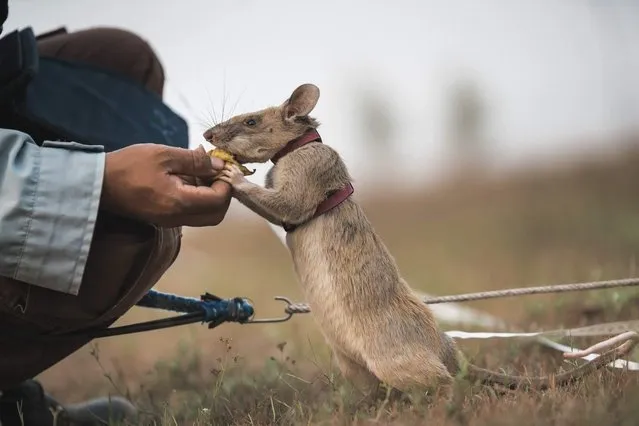 An undated handout picture released by UK veterinary charity PDSA on September 25, 2020 shows Magawa, an African giant pouched rat receiving a treat while at work detecting landmines in Cambodia. The rodent has won the animal equivalent of Britain's highest civilian honour for bravery on September 25, 2020 because of his uncanny knack of sniffing out landmines and unexploded ordnance. (Photo by PDSA/Handout via AFP Photo)