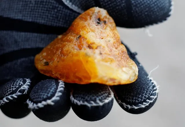 An amber hunter holds a nugget found on the Baltic Sea coast in the town of Pionersky in Kaliningrad region, Russia on January 18, 2022. (Photo by Vitaly Nevar/Reuters)