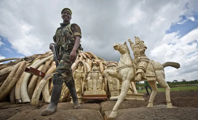 A ranger from the Kenya Wildlife Service (KWS) stands guard near an ivory statue in front of one of around a dozen pyres of ivory, in Nairobi National Park, Kenya Thursday, April 28, 2016. (Photo by Ben Curtis/AP Photo)