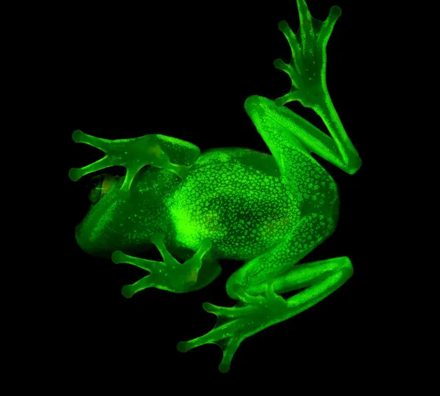 Handout photo relased by CONICET and MACN (Museo Argentino de Ciencias Naturales) researchers Carlos Taboada and Julian Faivovich on March 16, 2017 in Buenos Aires of a fluorescent polka-dot tree frog (Hypsiboas punctatus) that lives in South America. Argentine and Brazilian scientists discovered the first case of natural fluorescence in amphibians in the tree-frog. (Photo by C. Taboada/J. Faivocich/AFP Photo)