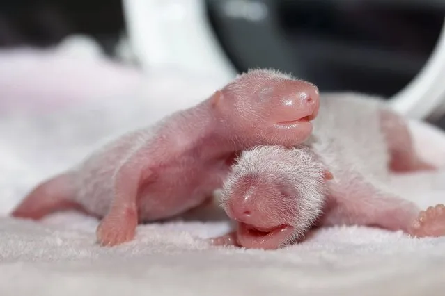Newborn twin female panda cubs are seen inside an incubator at the Giant Panda Research Base in Chengdu, Sichuan province, China, June 22, 2015. Giant panda Ke Lin at the base gave birth to the female twins on Monday, local media reported. (Photo by Reuters/China Daily)