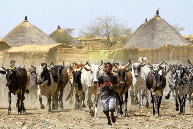 A boy leads a herd of buffaloes on the outskirts of Sudan's eastern city of Gedaref on May 15, 2024. (Photo by AFP Photo/Stringer)