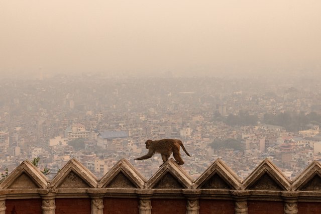 A monkey scales a wall as air pollution engulfs the Kathmandu Valley in Kathmandu, Nepal, 07 April 2024. Nepal's capital Kathmandu is ranked among the world's most polluted cities, with PM2.5 levels reaching 169 micrograms per cubic meter on 07 April, according to IQ AirVisual, a Swiss group that collects air-quality data daily from around the world. (Photo by Narendra Shrestha/EPA)