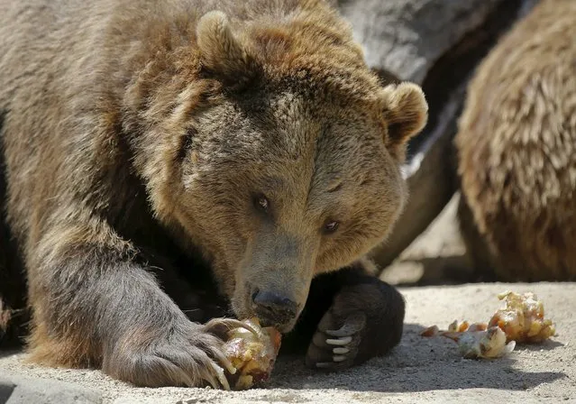 A brown bear eats frozen vegetables and fruits during a hot summer day at the zoo in Madrid, Spain, July 2, 2015. (Photo by Andrea Comas/Reuters)