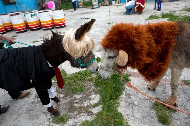 In this May 1, 2016 photo, donkeys dressed as a lion and as Donald Trump touch noses as they await the start of the costume competition event at the annual donkey festival in Otumba, Mexico state, Mexico. Costume themes for the animals this year ranged from the ride-sharing Uber to pre-Hispanic temples. (Photo by Rebecca Blackwell/AP Photo)