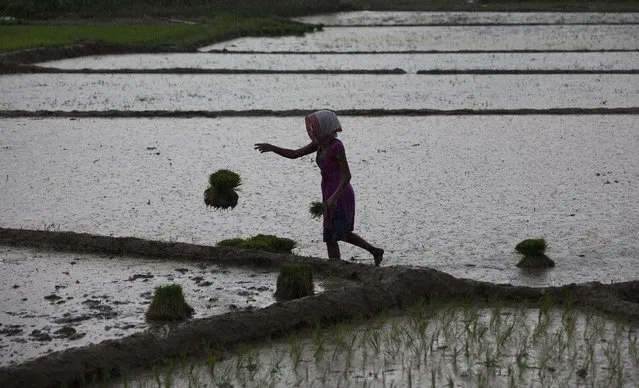 A woman works at a paddy field in Reba Maheswar village, 56 kilometers (35 miles) east of Gauhati, India, Friday, July 3, 2015. (Photo by Anupam Nath/AP Photo)