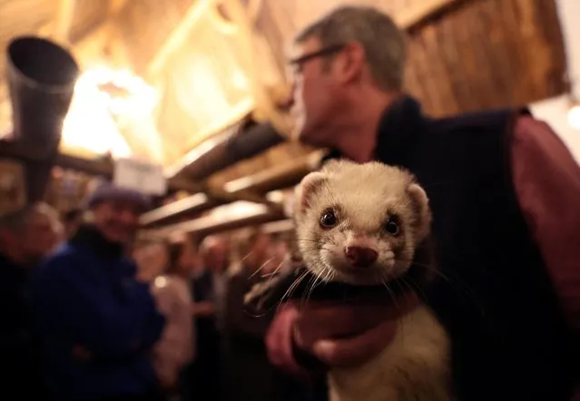 A ferret is photographed ahead of one of the heats during the Ferret Racing Championship at the Craven Arms and Cruck Barn in Appletreewick, Britain, February 16, 2022. (Photo by Lee Smith/Reuters)