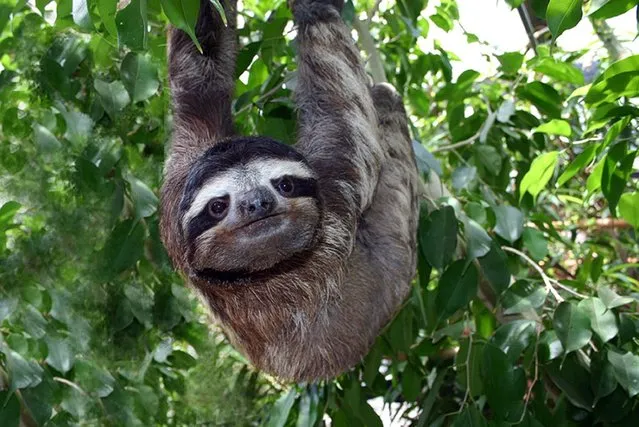 Undated Swansea University handout photo of a sloth, as scientists have discovered that they are uniquely adapted to hanging around doing very little. The ponderous creatures, which spend 90% of their lives upside down, have internal organs fastened in place to prevent them squashing their lungs. (Photo by Becky Cliffe/PA Wire/Swansea University)
