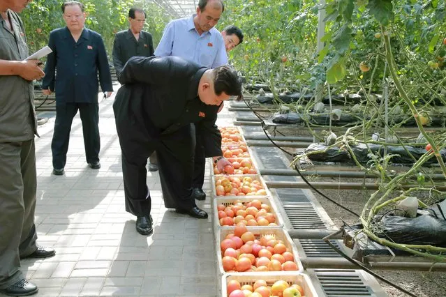 North Korean leader Kim Jong Un gives field guidance to the Pyongyang Vegetable Science Institute in this undated picture released by North Korea's Korean Central News Agency (KCNA) on July 7, 2015. (Photo by Reuters/KCNA)