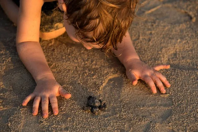 A boy looks at a sea turtle hatchling, near a protective nesting site for turtles set-up as part the Israeli Sea Turtle Rescue Center's conservation programme, at a Mediterranean beach near Mikhmoret, north of Tel Aviv, Israel September 9, 2019. To help the turtle population, Israeli nature authorities have declared some beaches nature reserves and with the rescue center have been relocating threatened turtle nests to safe hatcheries since the 1980s. In 2002, the rescue center went a step further and began recruiting turtles for a special breeding stock that would one day help populate the sea with their offspring, in one of the world's only such conservation program. (Photo by Amir Cohen/Reuters)