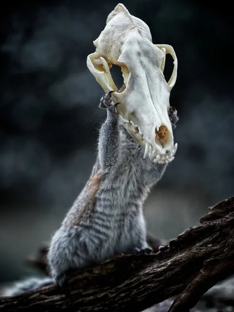 “Skull head squirrel”. (Photo by Max Ellis/Caters News)