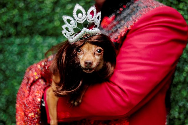 A pet dog dressed as a crowned Miss Universe is photographed at a pet fashion show celebrating World Animals Day in Quezon City, Metro Manila, Philippines, October 6, 2019. (Photo by Eloisa Lopez/Reuters)