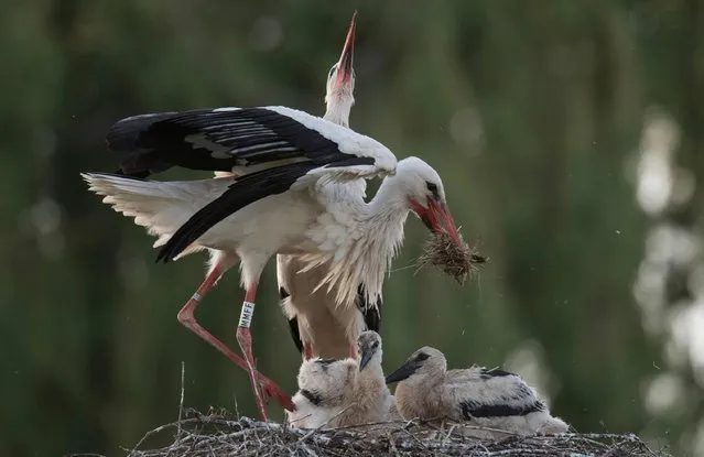 A stork family sits on their nest in Biebesheim am Rhein, western Germany, on May 16, 2017. (Photo by Boris Roessler/AFP Photo/DPA)