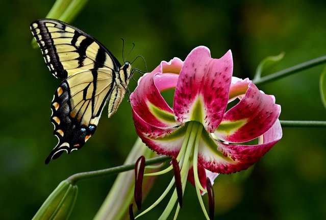 While humans walking around the park were looking for water, this butterfly seemed satisfied with nectar from a flower at Brookside Gardens in Wheaton, Maryland on July 25, 2022. It is expected that tomorrow will end a week-long streak of temperatures over 90 degrees. (Photo by Michael S. Williamson/The Washington Post)