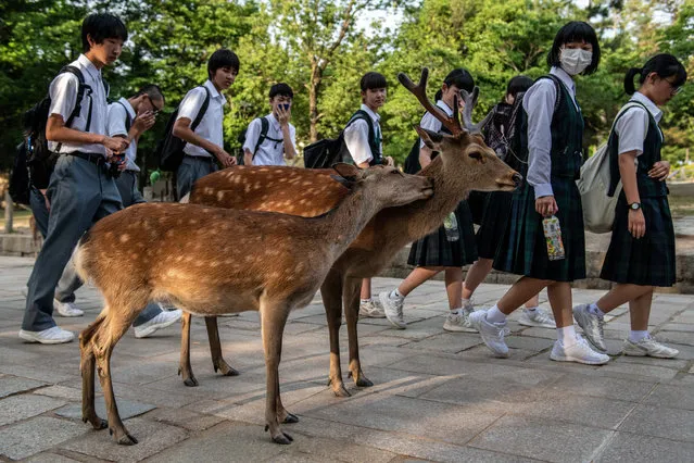 Schoolchildren walk past wild sika deer on June 6, 2019 in Nara, Japan. Nara's free-roaming deer have become a huge attraction for tourists. However, an autopsy on a deer that was recently found dead near one of the city's famous temples discovered 3.2kg of plastic in its stomach and caused concern at the effect of tourism as Japan struggles to cope with a huge increase in domestic and international tourists. Alongside a growing Japanese tendency to holiday domestically, a record 31 million people visited the country in 2018 up 8.7 percent from the previous year, with many people now worrying about the environmental impact caused by such large visitor numbers. (Photo by Carl Court/Getty Images)