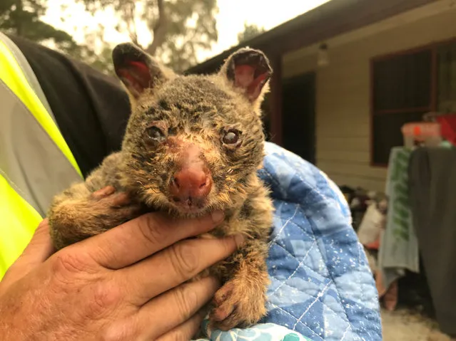 Wildlife Information, Rescue and Education Services (WIRES) volunteer and carer Tracy Burgess holds a severely burnt brushtail possum rescued from fires near Australia's Blue Mountains, December 29, 2019. (Photo by Jill Gralow/Reuters)