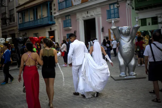 A newly wed couple walks through the “United Buddy Bears” exhibit, looking for a spot to have their wedding portrait made in Old Havana, Cuba, Tuesday, Feb. 17, 201. (Photo by Ramon Espinosa/AP Photo)