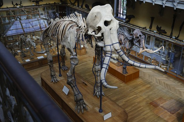 A picture shows the skeleton of the Durfort mammoth on display after a complete restoration at the French National Museum of Natural History (MNHN) situated in the Jardin de Plantes botanical garden in Paris, on June 27, 2023. (Photo by Geoffroy Van der Hasselt/AFP Photo)