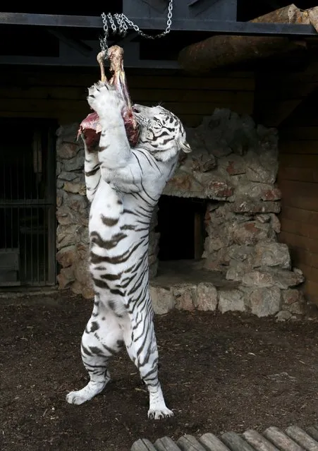 Khan, a five-year-old male Bengali White Tiger, participates in his training session with a piece of meat inside an open-air cage at the Royev Ruchey Zoo on the suburbs of the Siberian city of Krasnoyarsk, Russia, August 1, 2015. Zookeepers train Khan using meat suspended on a chain so that the tiger will not lose motor and mental skills associated with hunting, an official representative of the zoo said. (Photo by Ilya Naymushin/Reuters)