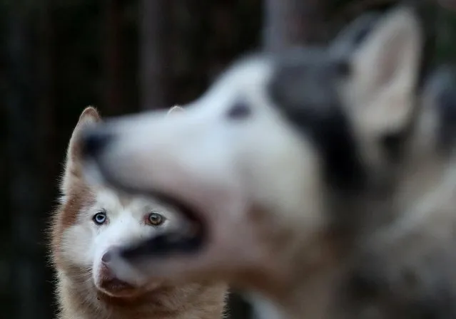 A husky is tethered before a training run for this weekend's annual Aviemore Sled Dog Rally, Feshiebridge, Scotland, Britain on January 21, 2020. (Photo by Russell Cheyne/Reuters)