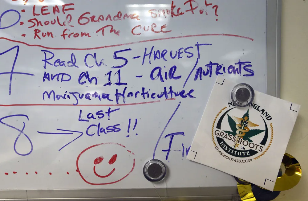 Marijuana Edibles Burgeoning Into an Industry