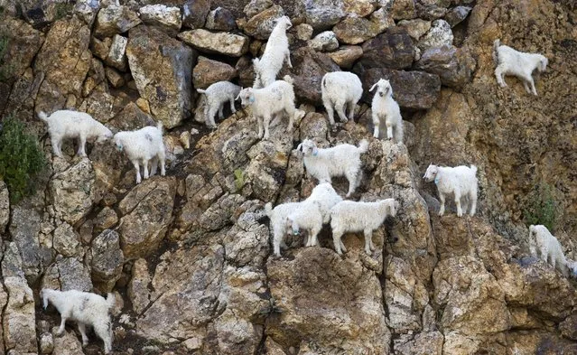 Goats on rocks are seen in Ankara, Turkiye on June 06, 2022. (Photo by Mehmet Ali Ozcan/Anadolu Agency via Getty Images)