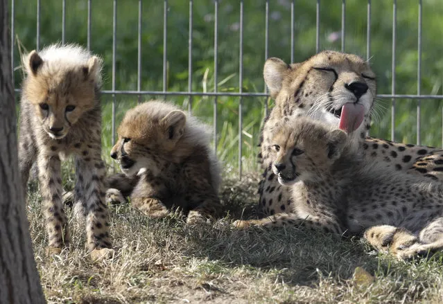 Three of the newly born cheetah quintuplets rest at their enclosure with their mother Savannah at the zoo in Prague, Czech Republic, Thursday, August 3, 2017. (Photo by Petr David Josek/AP Photo)