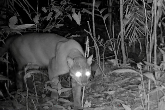 This handout camera trap photo released by Conservation International on October 30, 2024 shows an Asiatic golden cat walking in the Central Cardamom Mountains in southwestern Cambodia in 2024. Camera traps have captured several endangered species inside Cambodia's highly threatened Cardamom Mountains for the first time, highlighting the need to protect the area – where several dams have been built – conservationists said on October 30. (Photo by Conservation International/Handout via AFP Photo)