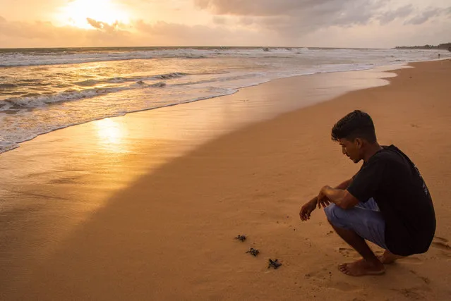 Charith, a tsunami survivor, releases newly hatched sea turtles on the beach at sundown in Sri Lanka, August 2017. When the devastating Boxing Day earthquake and tsunami struck in 2004 it killed some 35,000 people in Sri Lanka and caused widespread devastation. Charith Dilshan was one of the lucky ones. When the waves struck he, his mother, two sisters and brother, along with other villagers, survived by fleeing to a temple on a nearby hill. Though they survived with their lives Charith's family home was destroyed and they, like many, resettled further away from the coast. However, after his brush with death Charith developed a deepened appreciation for nature and a feeling of responsibility to protect it. As a Buddhist, he believes, “If you respect nature, nature will respect you”. As such he decided to transform his family's beachfront land into a sea turtle hatchery and sanctuary, where he protects endangered sea turtle eggs until they can be safely released, and rehabilitates injured or disabled turtles that cannot survive on their own. (Photo by Aya Okawa/Rex Features/Shutterstock)