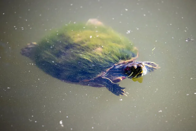 A turtle is seen in the water at the Central Park in New York City, United States on July 3, 2022. (Photo by Tayfun Coskun/Anadolu Agency via Getty Images)