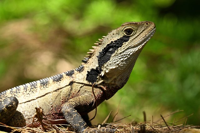 An Eastern Water Dragon, a species native to eastern Australia, is seen along a bush track in Sydney on November 3, 2024. (Photo by Saeed Khan/AFP Photo)
