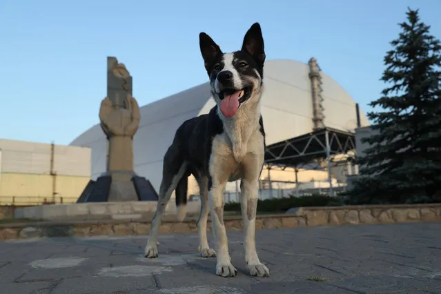 A stray dog stands at a monument outside the new, giant enclosure that covers devastated reactor number four at the Chernobyl nuclear power plant on August 18, 2017 near Chornobyl, Ukraine. (Photo by Sean Gallup/Getty Images)