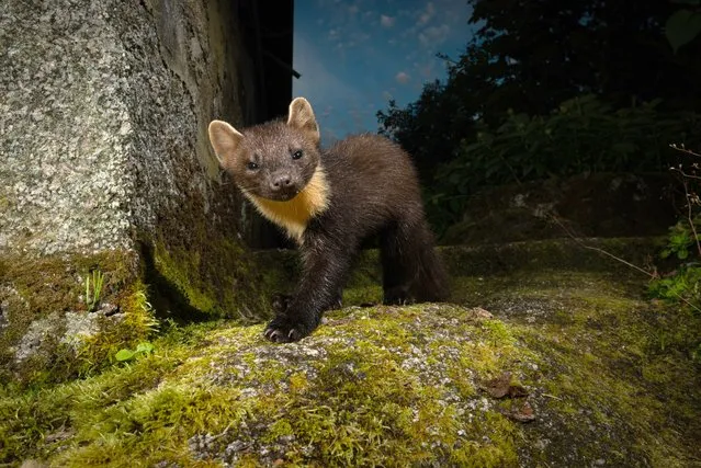 A wildlife photographer captured a handsome portrait of an elusive Scottish pine marten – using a camera trap. The images were taken on the grounds of an isolated cottage on the banks of Loch Sunart, on the west coast of Scotland in July 2022. Pine martens are mostly found in the north of the UK, particularly Scotland. They prefer woodland habitats and feed on small rodents, birds, eggs, insects and fruit. (Photo by Richard Bowler/South West News Service)