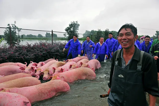 People drive pigs as they save them from a flooded farm in Lu'an, Anhui Province, China July 5, 2016. (Photo by Reuters/Stringer)