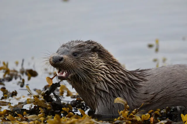 Highly commended: Otter by Sam Llewellyn. (Photo by Sam Llewellyn/Mammal Photographer of the Year 2020)
