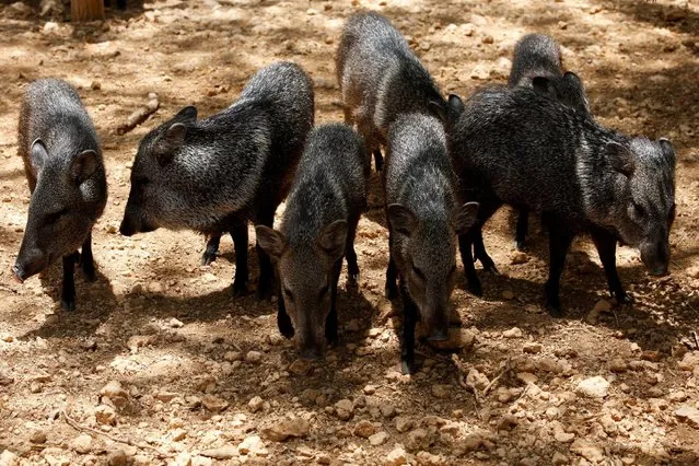 Peccaries are pictured at the Paraguana zoo in Punto Fijo, Venezuela July 22, 2016. (Photo by Carlos Jasso/Reuters)