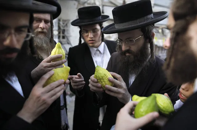 Ultra-Orthodox Jewish men inspect the Etrog also known as the citrons, one of four species used during the celebration of Sukkot, the feast of the Tabernacles, in the Mea-Shearim ultra-Orthodox neighbourhood of Jerusalem on October 2, 2017. Sukkot Is a week-long holiday feast begins on October4 which people eat and sleep in makeshift booths to commemorate the exodus of Jews from Egypt some 3200 years ago. (Photo by Menahem Kahana/AFP Photo)